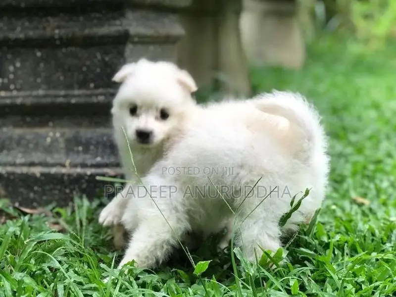 Lion Pomeranian Puppy