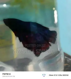 Fighter Fish
