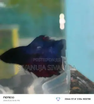 Fighter Fish