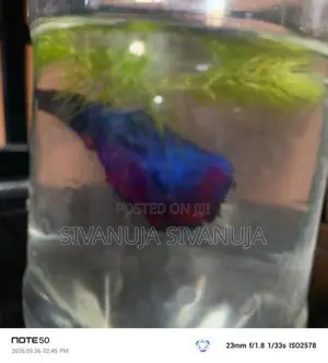 Fighter Fish
