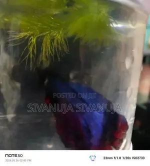 Fighter Fish