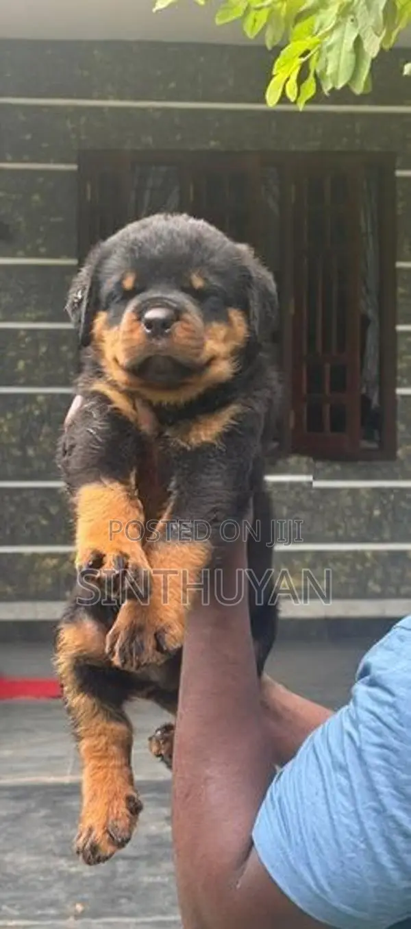 Rottweiler Puppies
