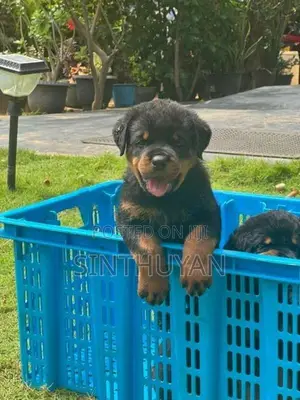 Rottweiler Puppies