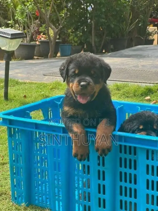 Rottweiler Puppies