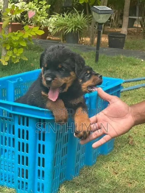 Rottweiler Puppies