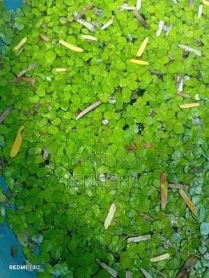 Fish Tank Plant