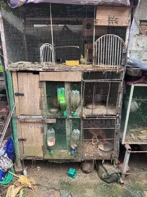 Birds Breeding Cage