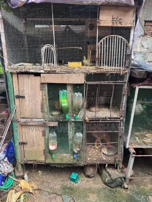 Birds Breeding Cage