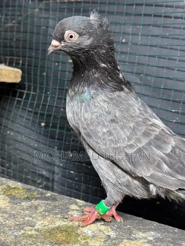 Pigeons