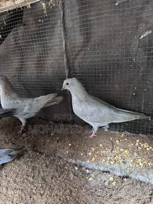 Pigeons