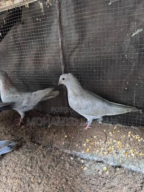 Pigeons