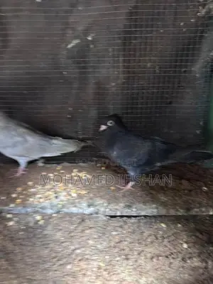 Pigeons