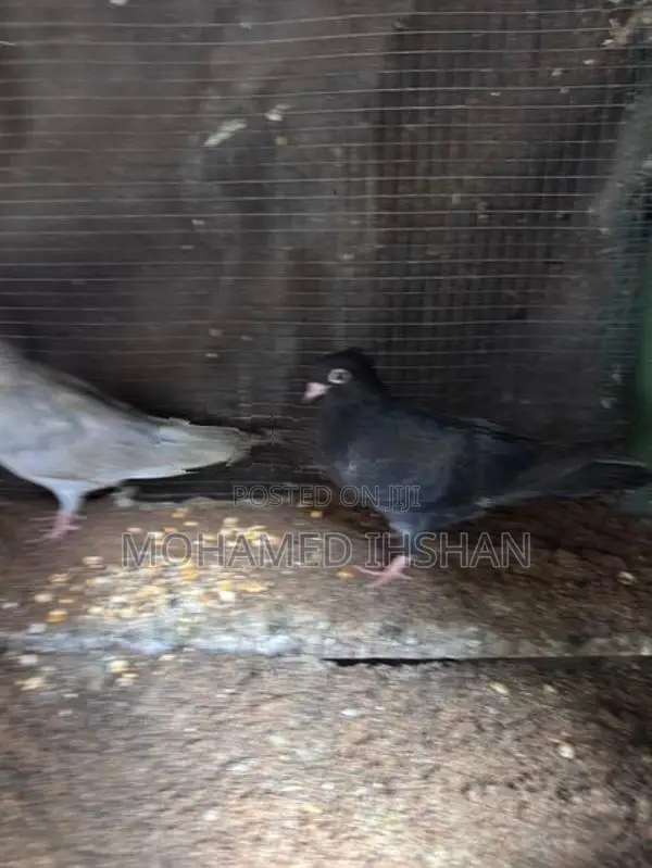 Pigeons