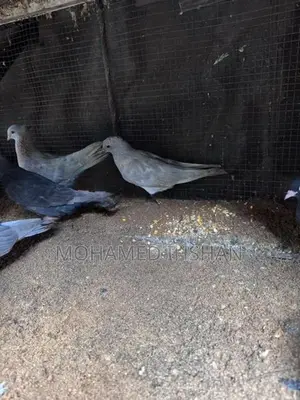 Pigeons