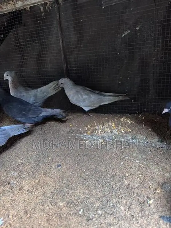 Pigeons