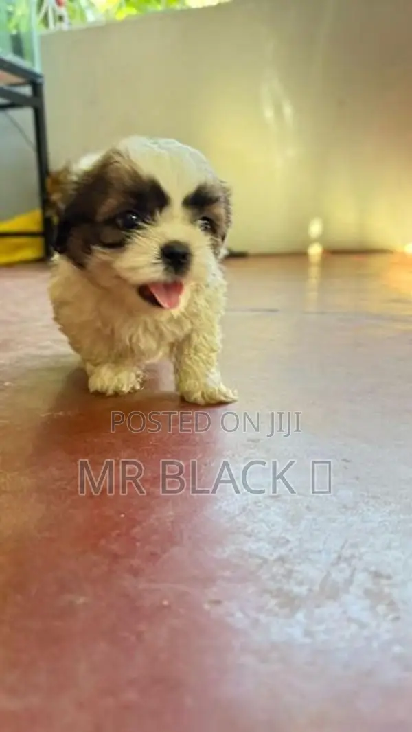Shih Tzu Puppy
