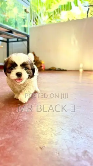 Shih Tzu Puppy