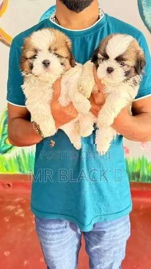Shih Tzu Puppy