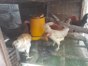 நாட்டு கோழி