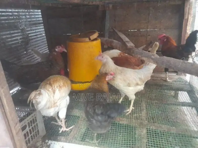 நாட்டு கோழி