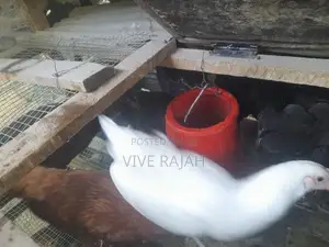 நாட்டு கோழி
