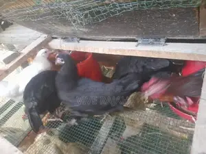 நாட்டு கோழி