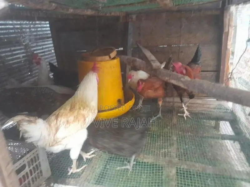 நாட்டு கோழி