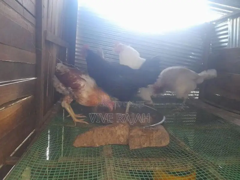 நாட்டு கோழி