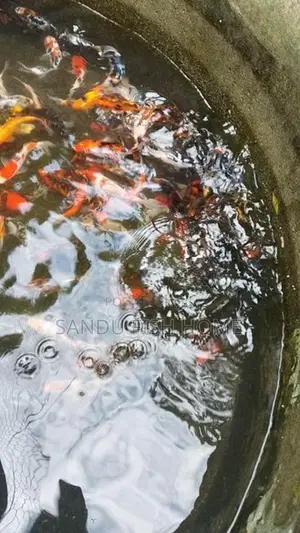 කාෆ් මත්ස්‍යයන්
