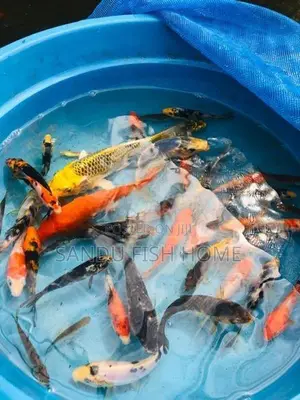 කාෆ් මත්ස්‍යයන්