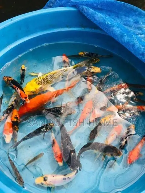 කාෆ් මත්ස්‍යයන්