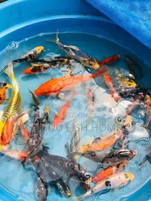 කාෆ් මත්ස්‍යයන්