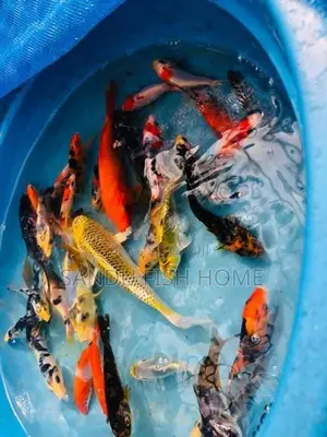 කාෆ් මත්ස්‍යයන්