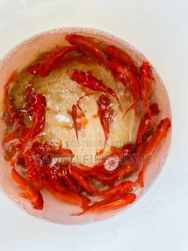 කාෆ් මත්ස්‍යයන්