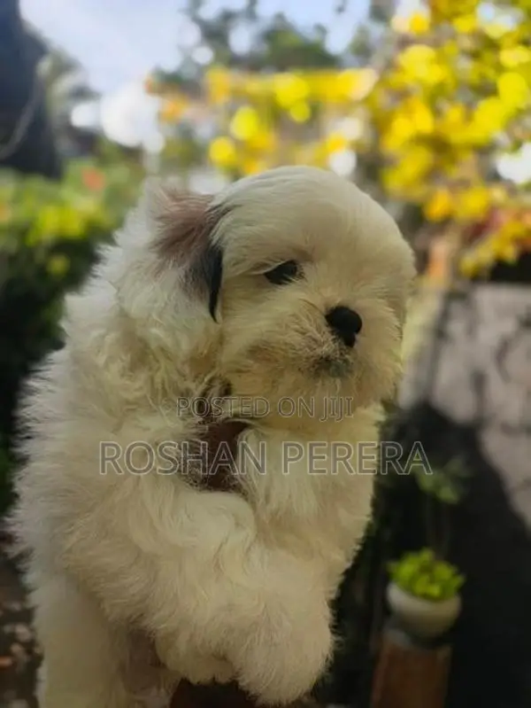 Shihtzu Puppies