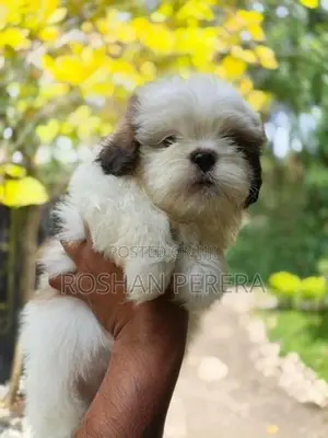Shihtzu Puppies