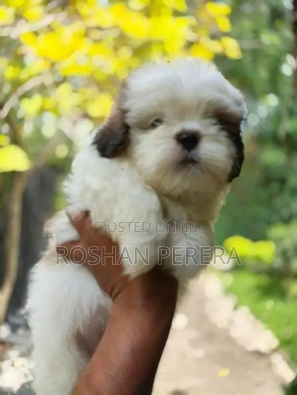 Shihtzu Puppies