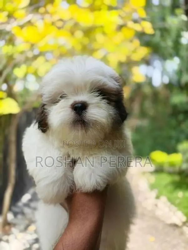 Shihtzu Puppies