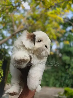 Shihtzu Puppies