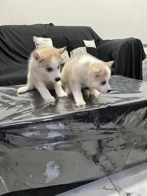 Puppy