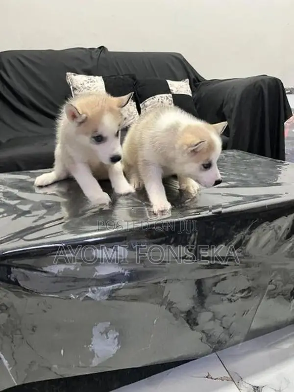 Puppy