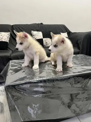Puppy