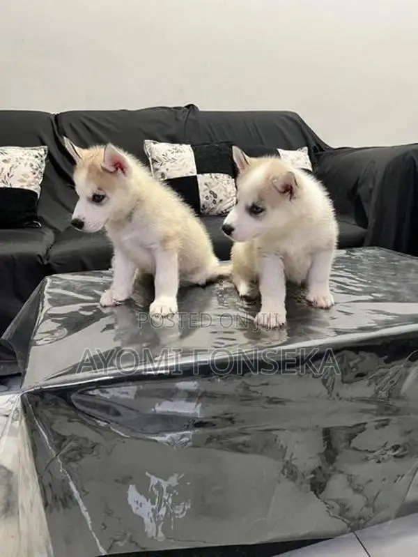 Puppy