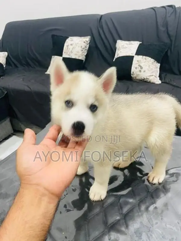 Puppy