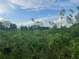Land For Sale – Off Pitigala-Mativiliya Road In Galle