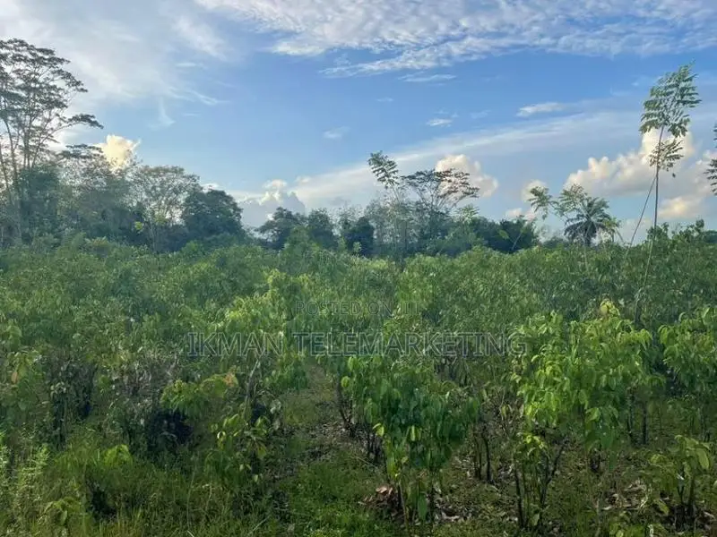 Land For Sale – Off Pitigala-Mativiliya Road In Galle