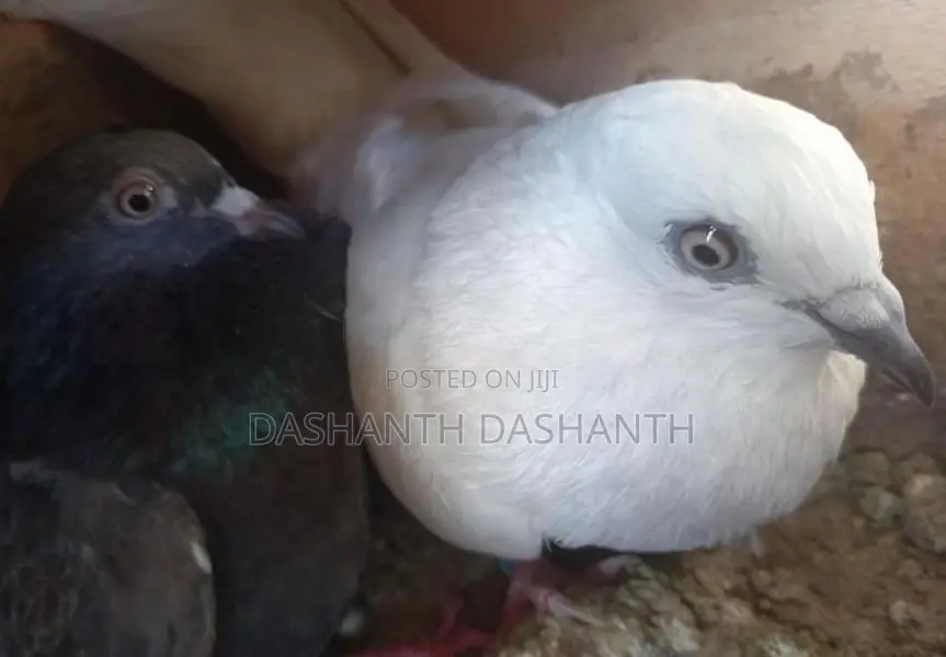 Pakishthan Timers