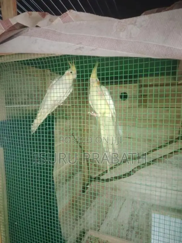 Cockatiel Birds