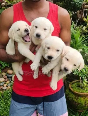 Labrador Dog