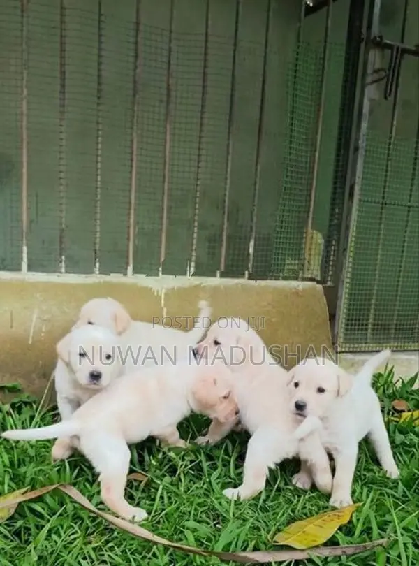 Labrador Dog